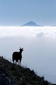 La Higa