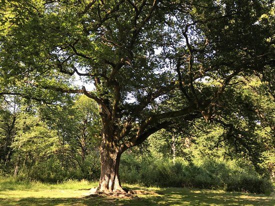 Bosque de Orgi